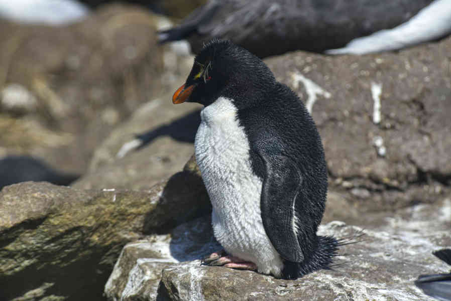 Pingüino Rockhopper - islas Falkland o Malvinas 08